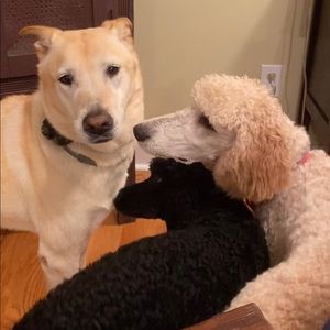 Meet your Posher, BB